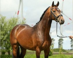 Springpferd Canto de Caretina (Holsteiner, 2012, von Canto)