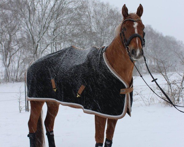 jumper Lines 58 (Hanoverian, 2005, from Lemon Park)