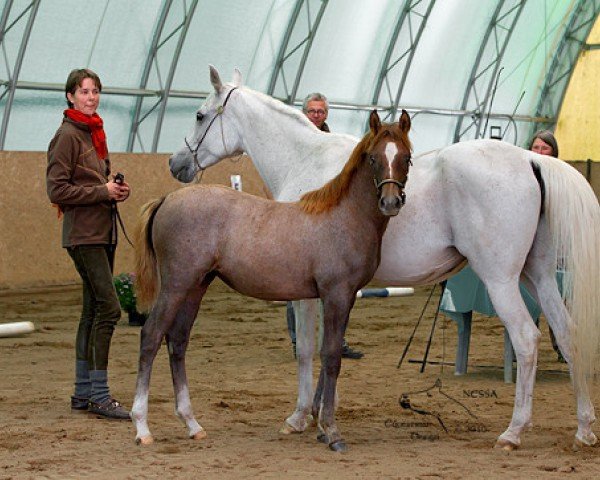 horse Smalkath Namira ox (Arabian thoroughbred, 2012, from Waranio ox ox)