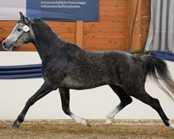 horse Smalkath Wassim ox (Arabian thoroughbred, 2014, from Waranio ox ox)