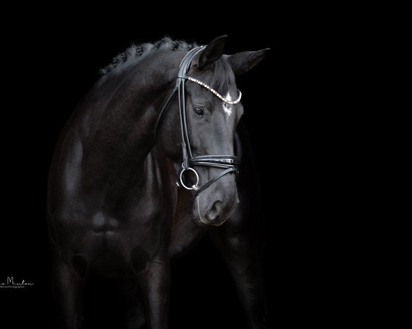 dressage horse Saphira HW (Hanoverian, 2019, from San Amour I)