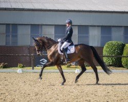 dressage horse Golden Fire W (Rhinelander, 2016, from Governor-Str)