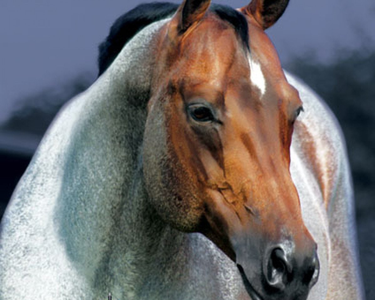 stallion Aint It The Blues (Quarter Horse, 2002, from Zips Chocolate Chip)