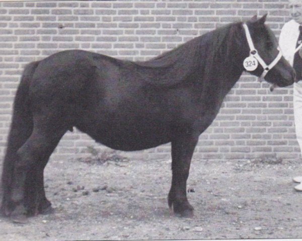 Zuchtstute Doreth van Bitterschoten (Shetland Pony, 1989, von Zeger van de Amstelhof)