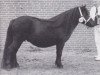 Zuchtstute Doreth van Bitterschoten (Shetland Pony, 1989, von Zeger van de Amstelhof)