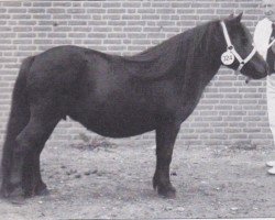 broodmare Doreth van Bitterschoten (Shetland Pony, 1989, from Zeger van de Amstelhof)