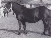 broodmare Evanny v.d. Spoorlaan (Shetland Pony, 1990, from Surprise van Dorpzicht)