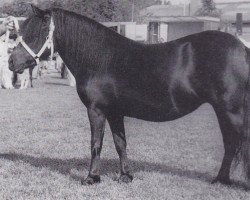 Zuchtstute Evanny v.d. Spoorlaan (Shetland Pony, 1990, von Surprise van Dorpzicht)