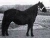 Zuchtstute Anita van Stal 't Kleine Ros (Shetland Pony, 1986, von Light van de Vuurbaak)