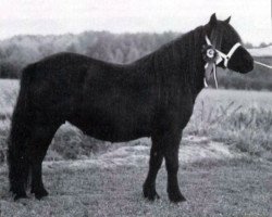 Zuchtstute Anita van Stal 't Kleine Ros (Shetland Pony, 1986, von Light van de Vuurbaak)