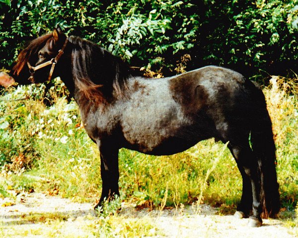 broodmare Zira van Bentjes (Shetland Pony,  , from Sinjeur van de Amstelhof)