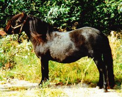 broodmare Zira van Bentjes (Shetland Pony,  , from Sinjeur van de Amstelhof)