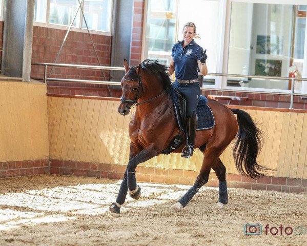 stallion Valeron (KWPN (Royal Dutch Sporthorse), 2002, from Sandro Hit)