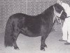 broodmare Vivace van Spuitjesdom (Shetland Pony, 1983, from Newton van Dorpzicht)