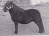 Zuchtstute Thunbergia van Stal Ruif (Shetland Pony, 1982, von Nero van de Olde Maten)