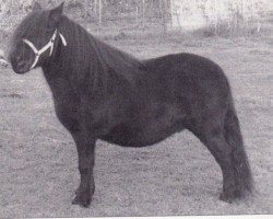 Zuchtstute Thunbergia van Stal Ruif (Shetland Pony, 1982, von Nero van de Olde Maten)