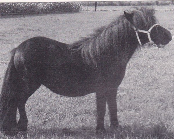 Zuchtstute Rosie van de Koxkampen (Shetland Pony,  , von Mustang van Bunswaard)