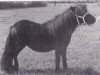 Zuchtstute Rosie van de Koxkampen (Shetland Pony,  , von Mustang van Bunswaard)