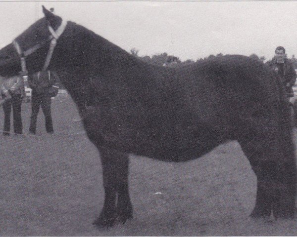 broodmare Nocturne van Spuitjesdom (Shetland Pony, 1977, from Rosson of Transy)