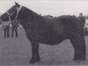 Zuchtstute Nocturne van Spuitjesdom (Shetland Pony, 1977, von Rosson of Transy)