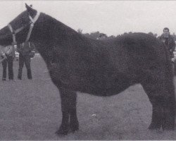 Zuchtstute Nocturne van Spuitjesdom (Shetland Pony, 1977, von Rosson of Transy)