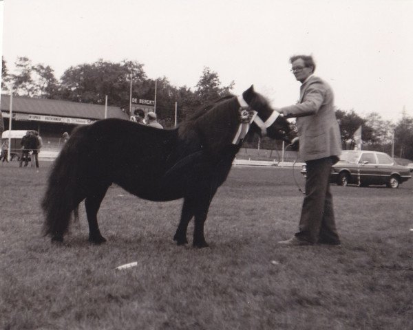broodmare Helara of Transy (Shetland Pony,  , from Pericles of Netherley)
