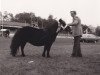 broodmare Helara of Transy (Shetland Pony,  , from Pericles of Netherley)