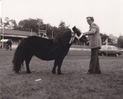 Zuchtstute Helara of Transy (Shetland Pony,  , von Pericles of Netherley)