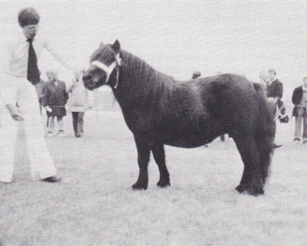 broodmare Helaura of Transy (Shetland Pony, 1973, from Pericles of Netherley)