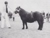 broodmare Helaura of Transy (Shetland Pony, 1973, from Pericles of Netherley)