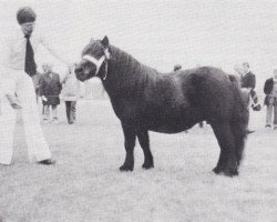 Zuchtstute Helaura of Transy (Shetland Pony, 1973, von Pericles of Netherley)