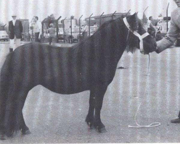 Zuchtstute Lady Fly van Bunswaard (Shetland Pony, 1975, von Stelmor of Transy)