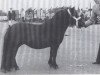 broodmare Lady Fly van Bunswaard (Shetland Pony, 1975, from Stelmor of Transy)