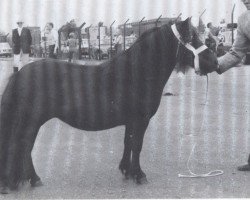 broodmare Lady Fly van Bunswaard (Shetland Pony, 1975, from Stelmor of Transy)