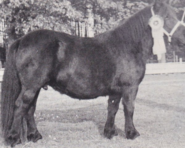 Zuchtstute Dunstall Image (Shetland Pony,  , von Wells Imperial)