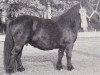 broodmare Dunstall Image (Shetland Pony,  , from Wells Imperial)