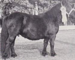 broodmare Dunstall Image (Shetland Pony,  , from Wells Imperial)