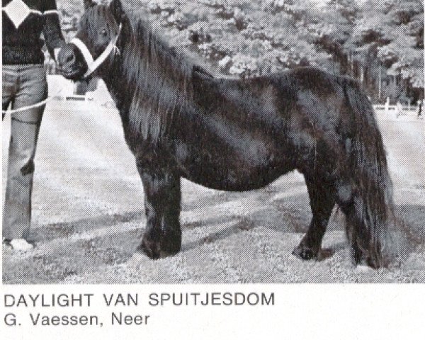 Zuchtstute Daylight van Spuitjesdom (Shetland Pony, 1968, von Tarzan van Dijkzicht)