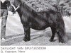 Zuchtstute Daylight van Spuitjesdom (Shetland Pony, 1968, von Tarzan van Dijkzicht)