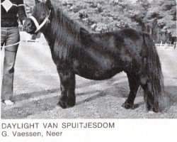 broodmare Daylight van Spuitjesdom (Shetland Pony, 1968, from Tarzan van Dijkzicht)