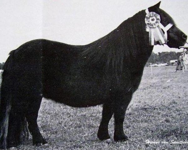 Zuchtstute Hymne van Spuitjesdom (Shetland Pony, 1972, von Coen van Neer)