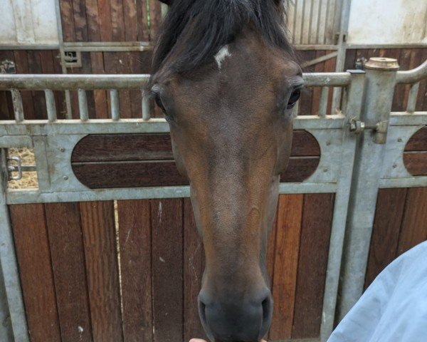 broodmare Fayence-Vo (Danish Warmblood, 2011, from Fassbinder)