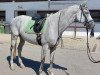 dressage horse Donna 737 (Westphalian, 2007, from Don William)