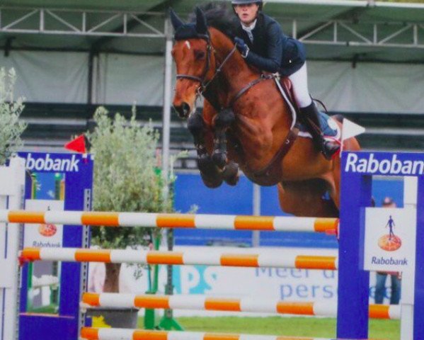 jumper Bontendro (Royal Warmblood Studbook of the Netherlands (KWPN), 2006, from Contendro I)