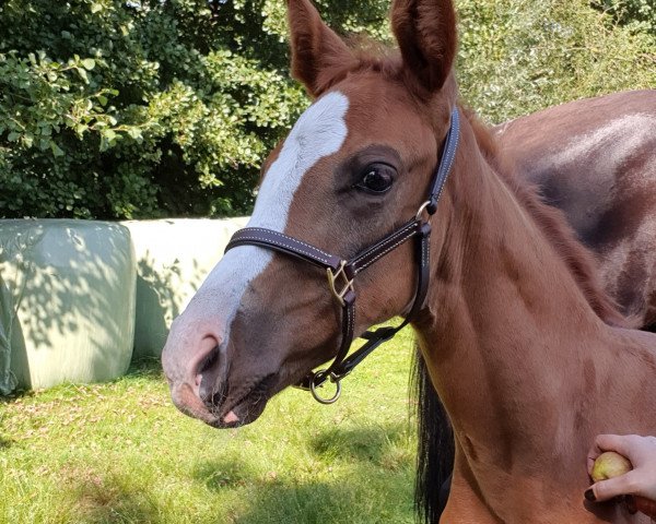 dressage horse Fire Rubin (Westphalian, 2021, from First Deal)