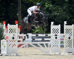 stallion Diatendro (Hanoverian, 2011, from Diarado)