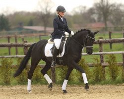 Springpferd Black Pearl Sh NRW (Deutsches Reitpony, 2008, von Hilkens Black Delight)