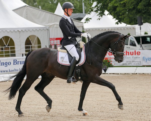stallion Florenz 71 (Hanoverian, 2011, from Florencio I)
