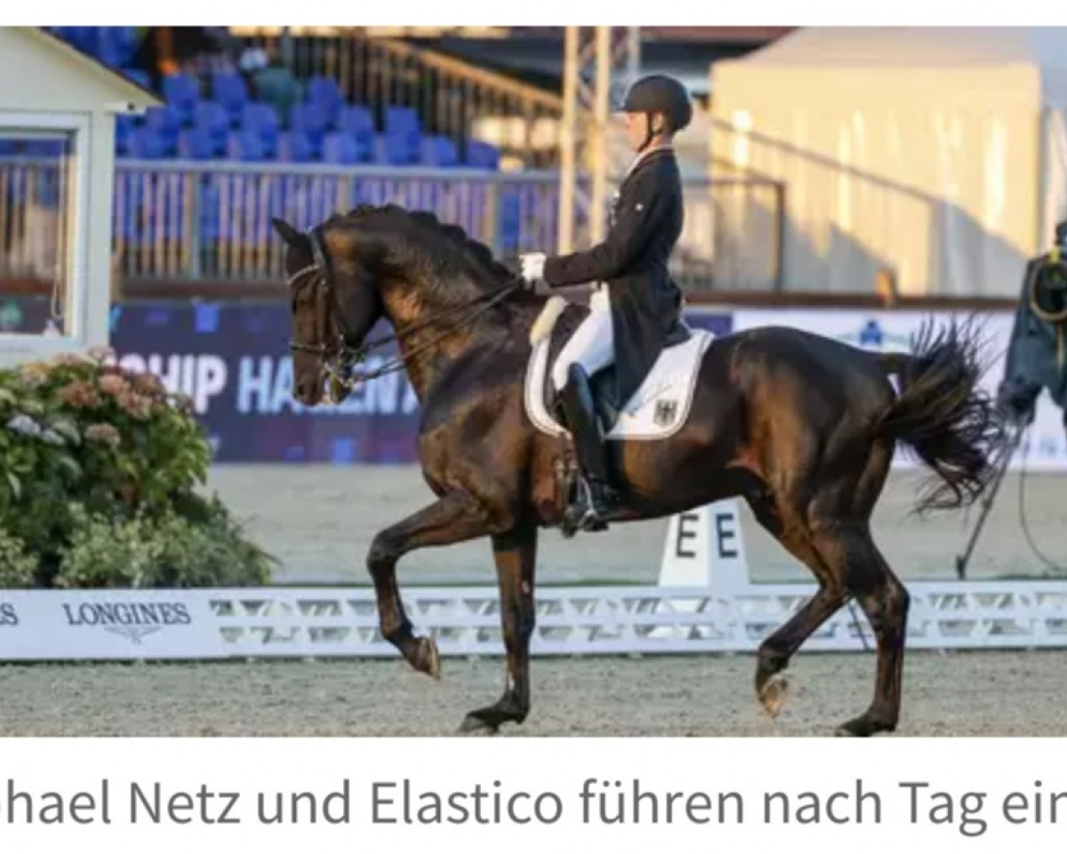 stallion Elastico (KWPN (Royal Dutch Sporthorse), 2009, from Glock's Johnson Tn)