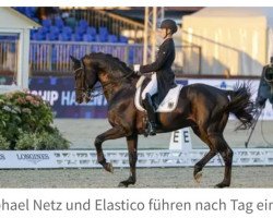 Elastico: dressage horse, 4 exclusive videos, pedigree, ratings 